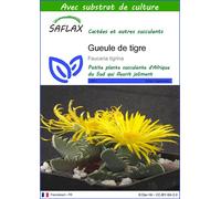 SAFLAX - Gueule de tigre - 40 graines - Avec substrat - Faucaria