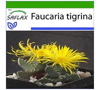 SAFLAX - Gueule de tigre - 40 graines - Avec substrat - Faucaria tigrina