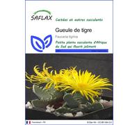 SAFLAX - Gueule de tigre - 40 graines - Faucaria
