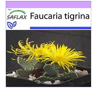 SAFLAX - Gueule de tigre - 40 graines - Faucaria tigrina