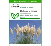 SAFLAX - Herbe de la pampa - 200 graines - Avec substrat - Cortaderia