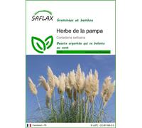 SAFLAX - Herbe de la pampa - 200 graines - Cortaderia