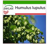SAFLAX - Houblon - 50 graines - Avec substrat - Humulus lupulus