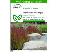 SAFLAX - Impérate cylindrique - 50 graines - Avec substrat - Imperata