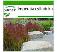 SAFLAX - Impérate cylindrique - 50 graines - Avec substrat - Imperata cylindrica