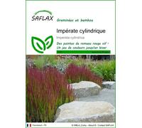 SAFLAX - Impérate cylindrique - 50 graines - Imperata