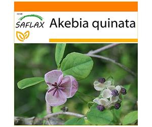 SAFLAX - Jardin dans le sac - Akébie à cinq feuilles - 10 graines - Akebia quinata