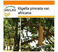 SAFLAX - Jardin dans le sac - Arbre à saucisses - 10 graines - Kigelia pinnata var. africana