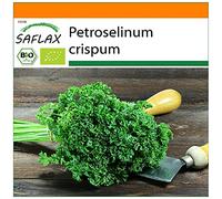 SAFLAX - Jardin dans le sac - BIO - Persil frisé - 800 graines - Avec substrat de culture dans un sac de levage facile à manipuler. - Petroselinum crispum