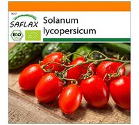 SAFLAX - Jardin dans le sac - BIO - Tomate - Roma - 15 graines - Avec substrat de culture dans un sac de levage facile à manipuler. - Solanum lycopersicum