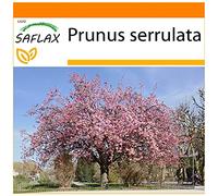 SAFLAX - Jardin dans le sac - Cerisier du Japon - 30 graines - Prunus serrulata