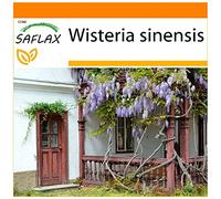 SAFLAX - Jardin dans le sac - Glycine de Chine - 4 graines - Wisteria sinensis