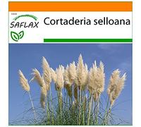 SAFLAX - Jardin dans le sac - Herbe de la pampa - 200 graines - Cortaderia selloana