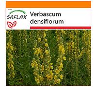 SAFLAX - Jardin dans le sac - Molène à fleurs denses - 500 graines - Verbascum densiflorum