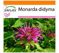 SAFLAX - Jardin dans le sac - Monarde - 20 graines - Monarda didyma