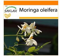 SAFLAX - Jardin dans le sac - Moringa - 10 graines - Moringa oleifera