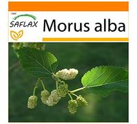 SAFLAX - Jardin dans le sac - Mûrier blanc - 200 graines - Morus alba