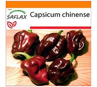 SAFLAX - Jardin dans le sac - Piment habanero chocolat - 10 graines - Capsicum chinense
