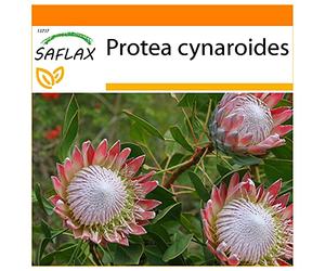 SAFLAX - Jardin dans le sac - Protée royale - 5 graines - Protea cynaroides