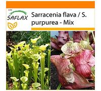 SAFLAX - Jardin dans le sac - Sarracénie pourpre - 10 graines - Sarracenia flava/S. purpurea - Mix