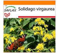 SAFLAX - Jardin dans le sac - Solidage verge d'or - 100 graines - Solidago virgaurea
