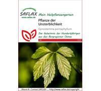 Saflax Jiaogulan / Herbe de l'Immortalité - 1 sachet