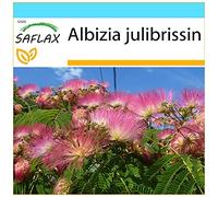 SAFLAX - Kit cadeau - Albizia - 50 graines - Albizia julibrissin