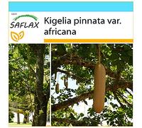 SAFLAX - Kit cadeau - Arbre à saucisses - 10 graines - Kigelia pinnata var. africana