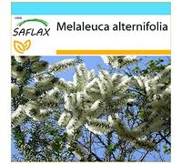 SAFLAX - Kit cadeau - Arbre à thé - 400 graines - Melaleuca alternifolia