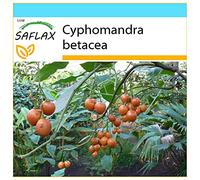 SAFLAX - Kit cadeau - Arbre à tomates - 50 graines - Cyphomandra betacea