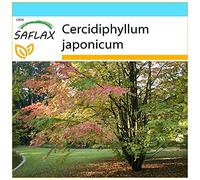SAFLAX - Kit cadeau - Arbre au caramel - 200 graines - Cercidiphyllum japonicum