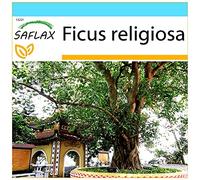 SAFLAX - Kit cadeau - Arbre de la Bodhi - 100 graines - Ficus religiosa