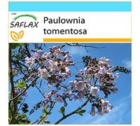 SAFLAX - Kit cadeau - Arbre impérial - 200 graines - Paulownia tomentosa