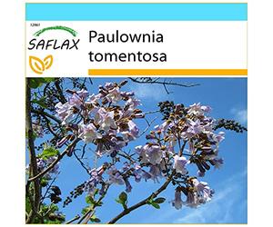SAFLAX - Kit cadeau - Arbre impérial - 200 graines - Paulownia tomentosa