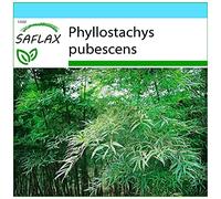 SAFLAX - Kit cadeau - Bambou Moso - 20 graines - Phyllostachys pubescens