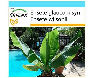 SAFLAX - Kit cadeau - Bananier des neiges - 10 graines - Ensete glaucum syn. Ensete wilsonii