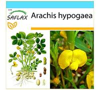 SAFLAX - Kit cadeau - Cacahuète - 8 graines - Arachis hypogaea