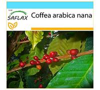 SAFLAX - Kit cadeau - Caféier d'Arabie - 8 graines - Coffea arabica nana