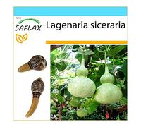 SAFLAX - Kit cadeau - Calebasse - 15 graines - Lagenaria siceraria