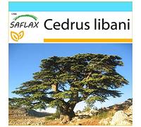 SAFLAX - Kit cadeau - Cèdre du Liban - 20 graines - Cedrus libani