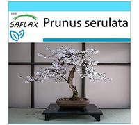 SAFLAX - Kit cadeau - Cerisier du Japon - 30 graines - Prunus serulata