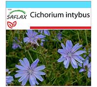 SAFLAX - Kit cadeau - Chicorée sauvage - 250 graines - Cichorium intybus
