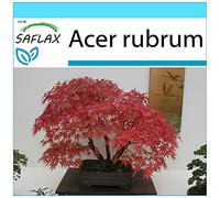 SAFLAX - Kit cadeau - Erable rouge - 20 graines - Acer rubrum