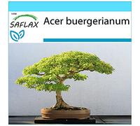 SAFLAX - Kit cadeau - Erable trident - 30 graines - Acer buergerianum