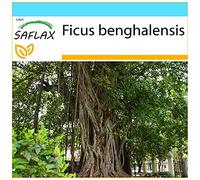 SAFLAX - Kit cadeau - Figuier des banians - 20 graines - Ficus benghalensis