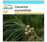 SAFLAX Ensemble-cadeau - Filao - 200 graines - Casuarina