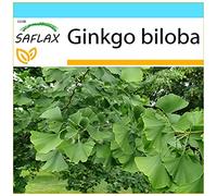 SAFLAX - Kit cadeau - Ginkgo - 4 graines - Ginkgo biloba