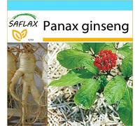 SAFLAX - Kit cadeau - Ginseng - 10 graines - Panax ginseng