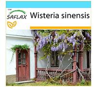 SAFLAX - Kit cadeau - Glycine de Chine - 4 graines - Wisteria sinensis