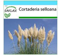 SAFLAX - Kit cadeau - Herbe de la pampa - 200 graines - Cortaderia selloana